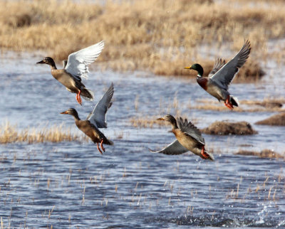 BIRD - DUCK - MALLARD - QINGHAI LAKE CHINA 3.jpg