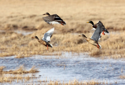 BIRD - DUCK - MALLARD - QINGHAI LAKE CHINA.jpg