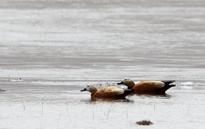 BIRD - DUCK - RUDDY SHELDUCK - QINGHAI LAKE CHINA (1).JPG