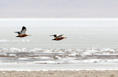 BIRD - DUCK - RUDDY SHELDUCK - QINGHAI LAKE CHINA (3).JPG