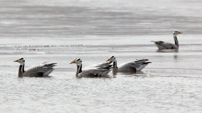 BIRD - GOOSE - BAR-HEADED GOOSE - QINGHAI LAKE CHINA.jpg