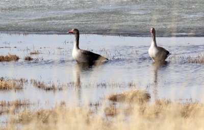 BIRD - GOOSE - GREYLAG GOOSE - QINGHAI LAKE CHINA (6).JPG