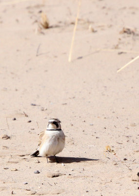 BIRD - LARK - HORNED LARK - QINGHAI LAKE CHINA (2).JPG