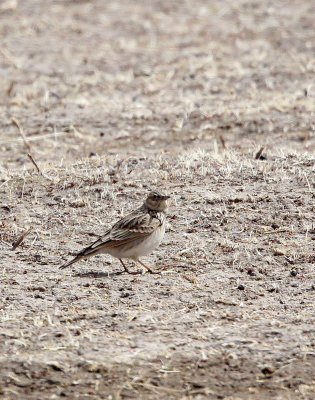 BIRD - SKYLARK - ORIENTAL SKYLARK - QINGHAI LAKE CHINA (4).JPG