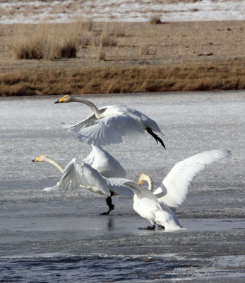 BIRD - SWAN - WHOOPER SWAN - QINGHAI LAKE CHINA (19).JPG