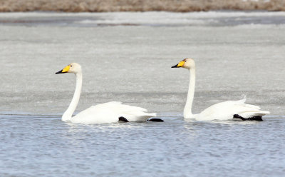 BIRD - SWAN - WHOOPER SWAN - QINGHAI LAKE CHINA (44).JPG