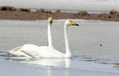 BIRD - SWAN - WHOOPER SWAN - QINGHAI LAKE CHINA (49).JPG