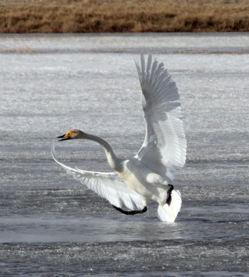 BIRD - SWAN - WHOOPER SWAN - QINGHAI LAKE CHINA (9).JPG