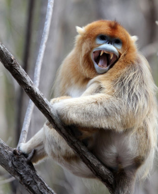 PRIMATE - MONKEY - GOLDEN SNUB-NOSED MONKEY - FOPING NATURE RESERVE, SHAANXI CHINA (103).JPG
