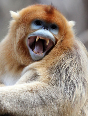 PRIMATE - MONKEY - GOLDEN SNUB-NOSED MONKEY - FOPING NATURE RESERVE, SHAANXI CHINA (104).jpg