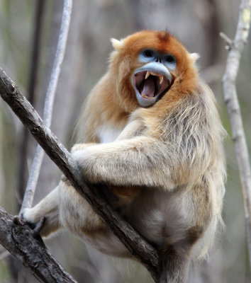 PRIMATE - MONKEY - GOLDEN SNUB-NOSED MONKEY - FOPING NATURE RESERVE, SHAANXI CHINA (105).JPG