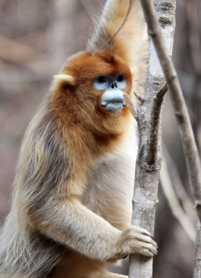 PRIMATE - MONKEY - GOLDEN SNUB-NOSED MONKEY - FOPING NATURE RESERVE, SHAANXI CHINA (107).JPG