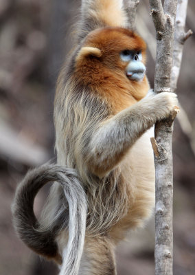 PRIMATE - MONKEY - GOLDEN SNUB-NOSED MONKEY - FOPING NATURE RESERVE, SHAANXI CHINA (109).JPG