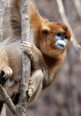 PRIMATE - MONKEY - GOLDEN SNUB-NOSED MONKEY - FOPING NATURE RESERVE, SHAANXI CHINA (113).JPG
