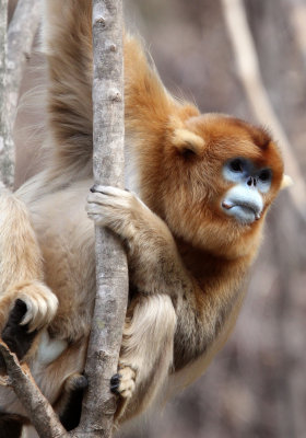 PRIMATE - MONKEY - GOLDEN SNUB-NOSED MONKEY - FOPING NATURE RESERVE, SHAANXI CHINA (114).JPG