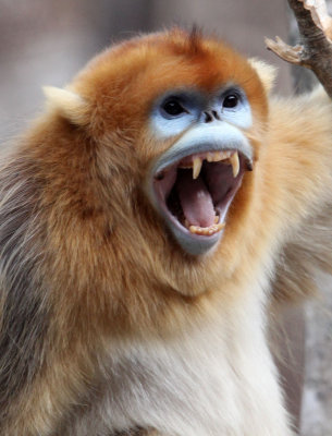 PRIMATE - MONKEY - GOLDEN SNUB-NOSED MONKEY - FOPING NATURE RESERVE, SHAANXI CHINA (117).jpg