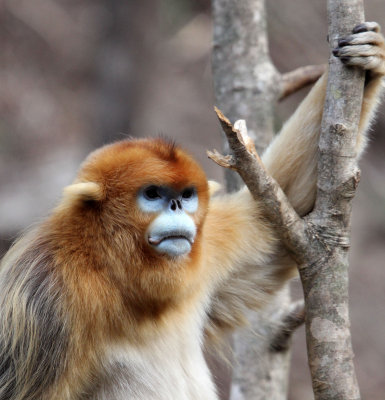 PRIMATE - MONKEY - GOLDEN SNUB-NOSED MONKEY - FOPING NATURE RESERVE, SHAANXI CHINA (119).JPG