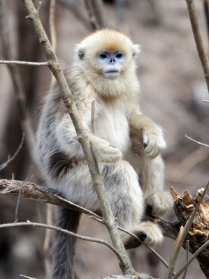 PRIMATE - MONKEY - GOLDEN SNUB-NOSED MONKEY - FOPING NATURE RESERVE, SHAANXI CHINA (12).JPG