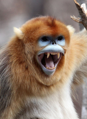 PRIMATE - MONKEY - GOLDEN SNUB-NOSED MONKEY - FOPING NATURE RESERVE, SHAANXI CHINA (120).JPG