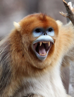 PRIMATE - MONKEY - GOLDEN SNUB-NOSED MONKEY - FOPING NATURE RESERVE, SHAANXI CHINA (121).JPG