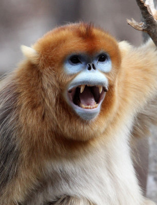 PRIMATE - MONKEY - GOLDEN SNUB-NOSED MONKEY - FOPING NATURE RESERVE, SHAANXI CHINA (122).JPG