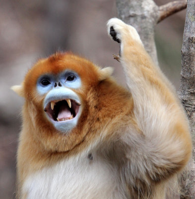 PRIMATE - MONKEY - GOLDEN SNUB-NOSED MONKEY - FOPING NATURE RESERVE, SHAANXI CHINA (126).jpg