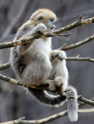 PRIMATE - MONKEY - GOLDEN SNUB-NOSED MONKEY - FOPING NATURE RESERVE, SHAANXI CHINA (128).JPG
