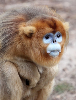 PRIMATE - MONKEY - GOLDEN SNUB-NOSED MONKEY - FOPING NATURE RESERVE, SHAANXI CHINA (132).JPG