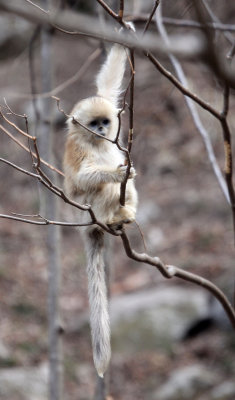PRIMATE - MONKEY - GOLDEN SNUB-NOSED MONKEY - FOPING NATURE RESERVE, SHAANXI CHINA (133).JPG