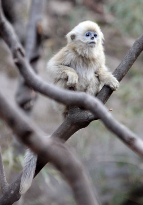 PRIMATE - MONKEY - GOLDEN SNUB-NOSED MONKEY - FOPING NATURE RESERVE, SHAANXI CHINA (136).JPG