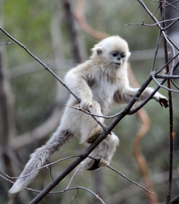 PRIMATE - MONKEY - GOLDEN SNUB-NOSED MONKEY - FOPING NATURE RESERVE, SHAANXI CHINA (139).JPG