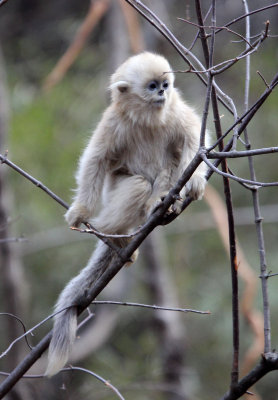 PRIMATE - MONKEY - GOLDEN SNUB-NOSED MONKEY - FOPING NATURE RESERVE, SHAANXI CHINA (141).JPG