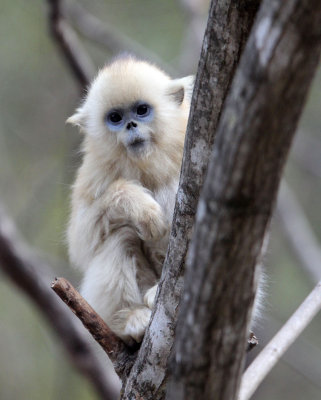 PRIMATE - MONKEY - GOLDEN SNUB-NOSED MONKEY - FOPING NATURE RESERVE, SHAANXI CHINA (143).JPG