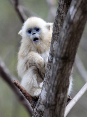 PRIMATE - MONKEY - GOLDEN SNUB-NOSED MONKEY - FOPING NATURE RESERVE, SHAANXI CHINA (144).JPG