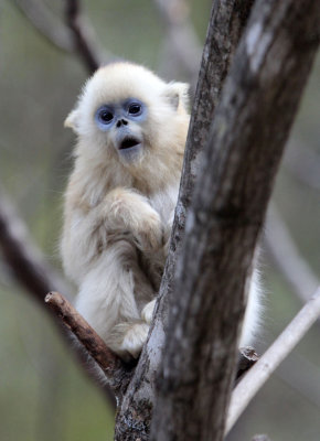PRIMATE - MONKEY - GOLDEN SNUB-NOSED MONKEY - FOPING NATURE RESERVE, SHAANXI CHINA (145).JPG