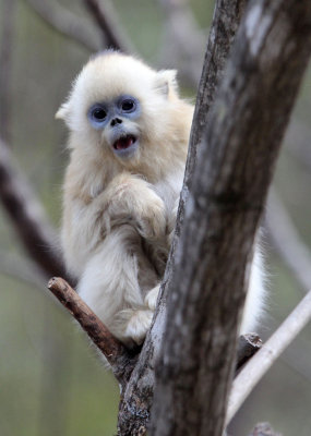 PRIMATE - MONKEY - GOLDEN SNUB-NOSED MONKEY - FOPING NATURE RESERVE, SHAANXI CHINA (147).JPG