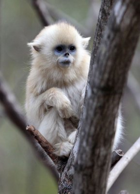 PRIMATE - MONKEY - GOLDEN SNUB-NOSED MONKEY - FOPING NATURE RESERVE, SHAANXI CHINA (148).JPG