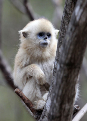 PRIMATE - MONKEY - GOLDEN SNUB-NOSED MONKEY - FOPING NATURE RESERVE, SHAANXI CHINA (149).JPG