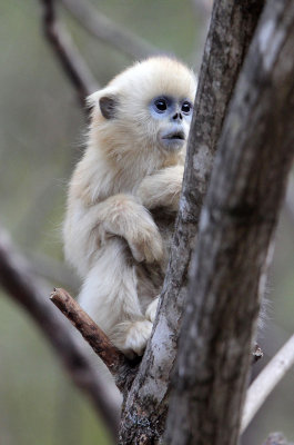 PRIMATE - MONKEY - GOLDEN SNUB-NOSED MONKEY - FOPING NATURE RESERVE, SHAANXI CHINA (152).JPG
