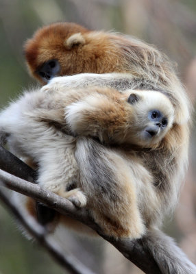 PRIMATE - MONKEY - GOLDEN SNUB-NOSED MONKEY - FOPING NATURE RESERVE, SHAANXI CHINA (155).JPG