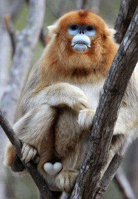 PRIMATE - MONKEY - GOLDEN SNUB-NOSED MONKEY - FOPING NATURE RESERVE, SHAANXI CHINA (157).JPG