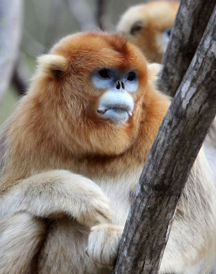 PRIMATE - MONKEY - GOLDEN SNUB-NOSED MONKEY - FOPING NATURE RESERVE, SHAANXI CHINA (158).JPG