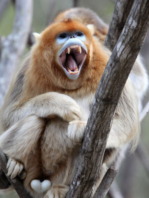 PRIMATE - MONKEY - GOLDEN SNUB-NOSED MONKEY - FOPING NATURE RESERVE, SHAANXI CHINA (162).JPG