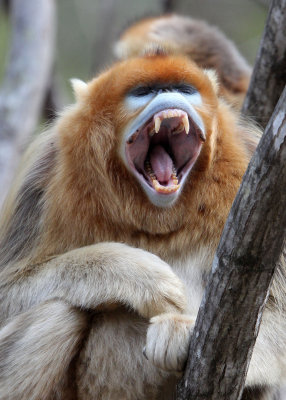PRIMATE - MONKEY - GOLDEN SNUB-NOSED MONKEY - FOPING NATURE RESERVE, SHAANXI CHINA (164).JPG