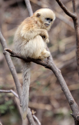 PRIMATE - MONKEY - GOLDEN SNUB-NOSED MONKEY - FOPING NATURE RESERVE, SHAANXI CHINA (169).JPG