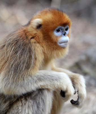 PRIMATE - MONKEY - GOLDEN SNUB-NOSED MONKEY - FOPING NATURE RESERVE, SHAANXI CHINA (17).JPG