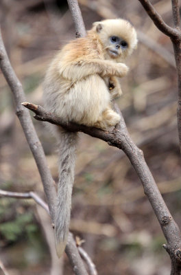 PRIMATE - MONKEY - GOLDEN SNUB-NOSED MONKEY - FOPING NATURE RESERVE, SHAANXI CHINA (171).JPG