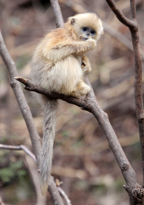 PRIMATE - MONKEY - GOLDEN SNUB-NOSED MONKEY - FOPING NATURE RESERVE, SHAANXI CHINA (174).JPG