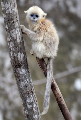 PRIMATE - MONKEY - GOLDEN SNUB-NOSED MONKEY - FOPING NATURE RESERVE, SHAANXI CHINA (176).JPG