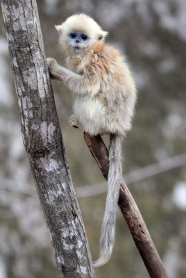 PRIMATE - MONKEY - GOLDEN SNUB-NOSED MONKEY - FOPING NATURE RESERVE, SHAANXI CHINA (177).JPG
